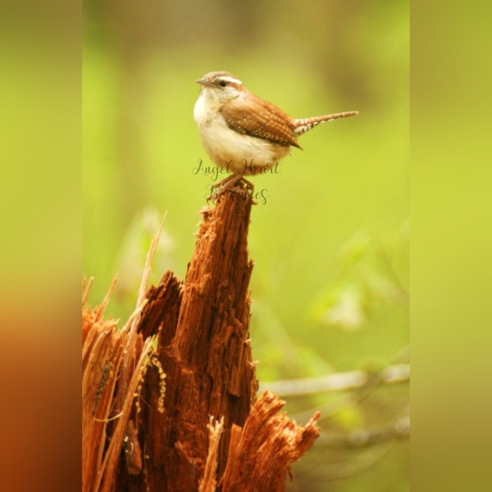 12x18 Original Nature Photography Of Wren On Tree Stump Photo Print